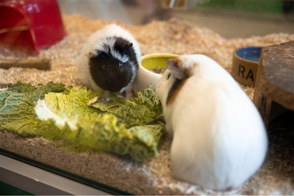 Animalerie et Santé Animale