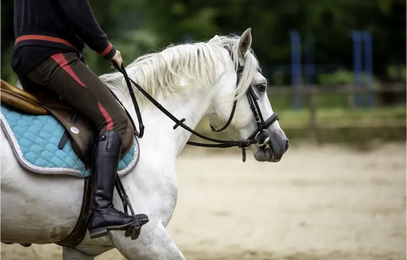Option hippologie - équitation lycée des Vaseix