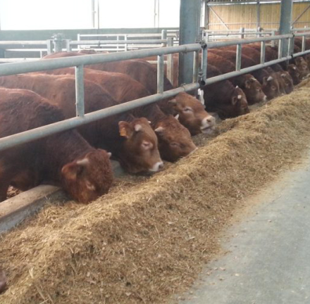 Seconde Professionnelle Productions Animales