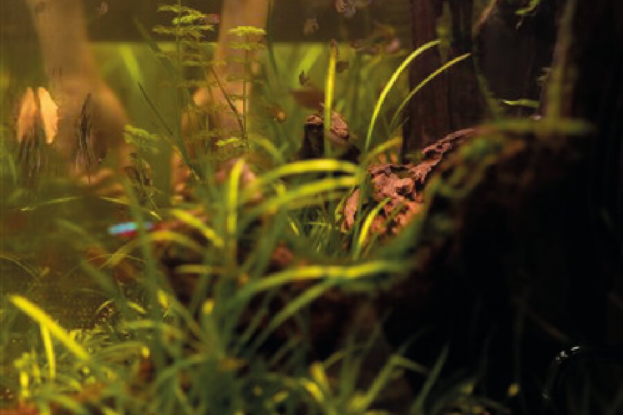 image-site-formation-5