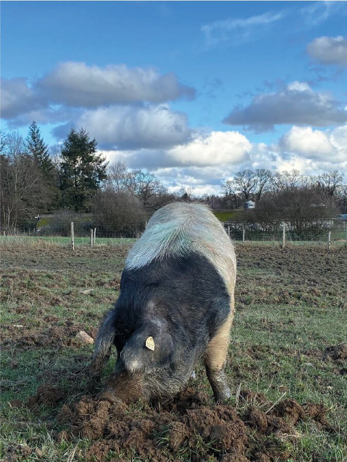 image-porc-cul-noir-objectif