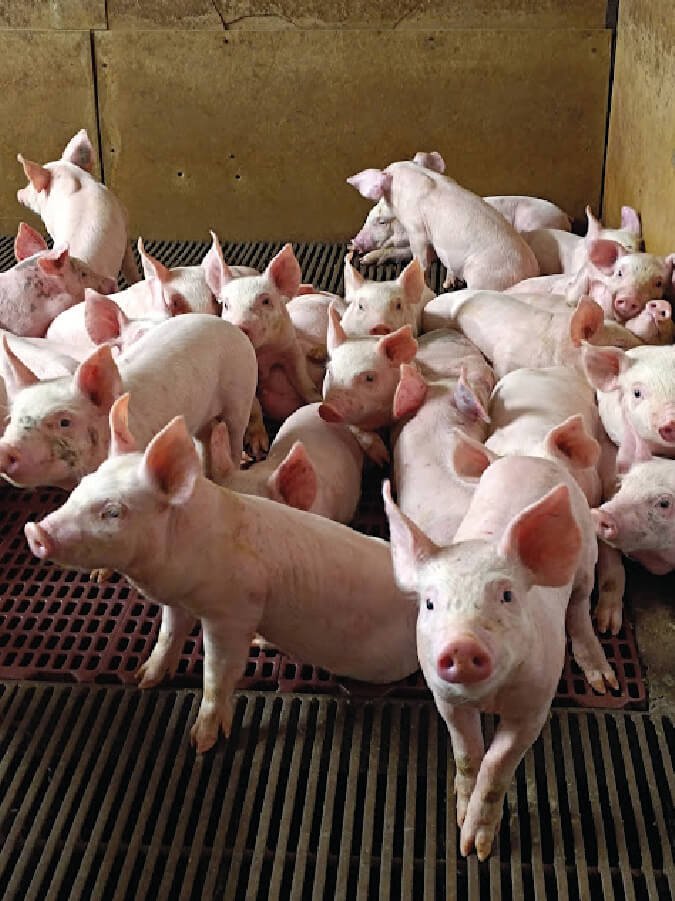 image-porc-gestion-bande
