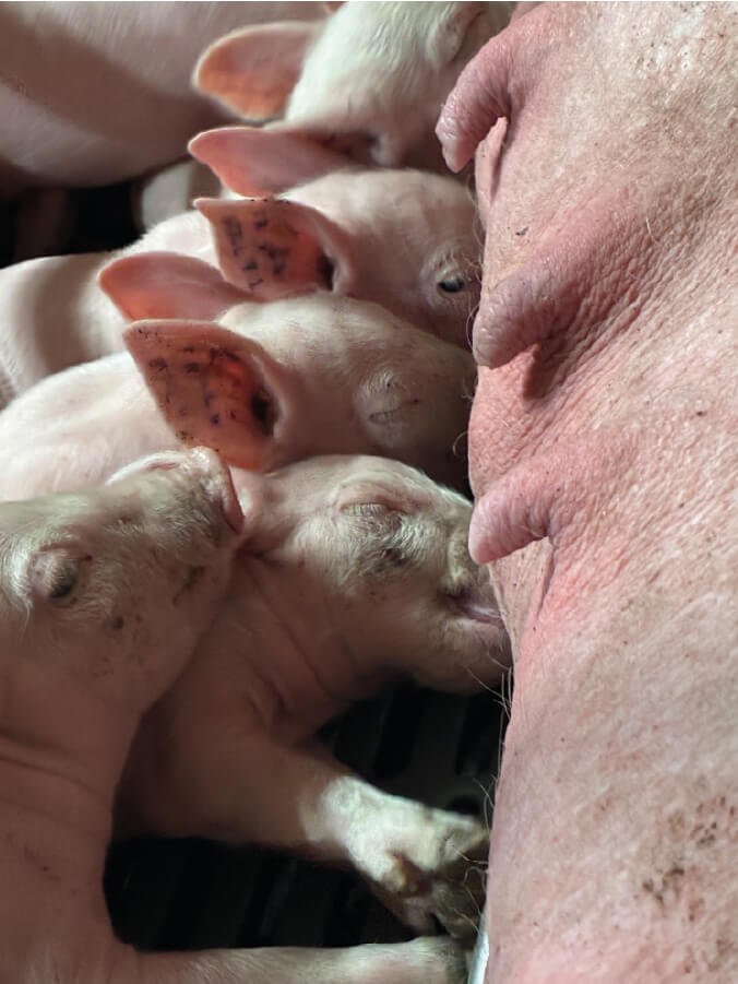 image-porc-reproduction